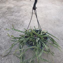 Lepismium Cruciforme $