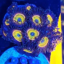 zoanthids Sunny Ds