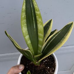 Black And Gold Snake Plant In Ceramic Pot