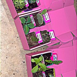 Mystery Succulents And Cacti Variety Boxes!!! $10 🌵