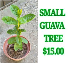 Small Guava tree