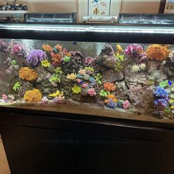 Saltwater Aquarium 75 Gal.
