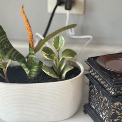 Beautiful  Live Planters