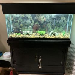 55 Gal Fish Tank With Stand