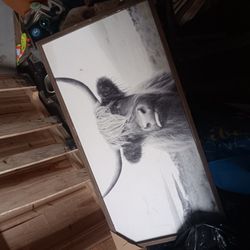 Nice Cow Picture 