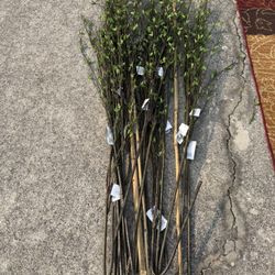 Floor Greenery 6 Feet Or Taller