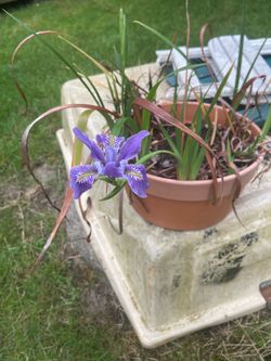 Douglas Iris color bowl