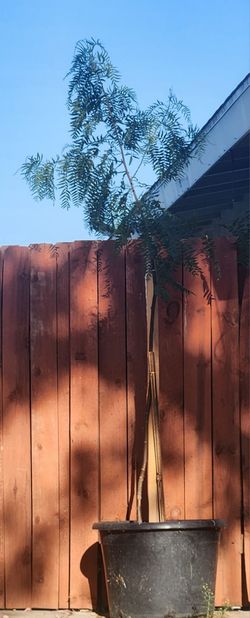 Pepper tree