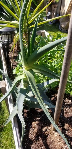 Aloe vera plant bungalo rose