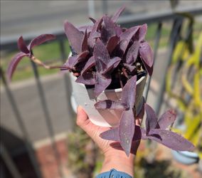 Purple Queen