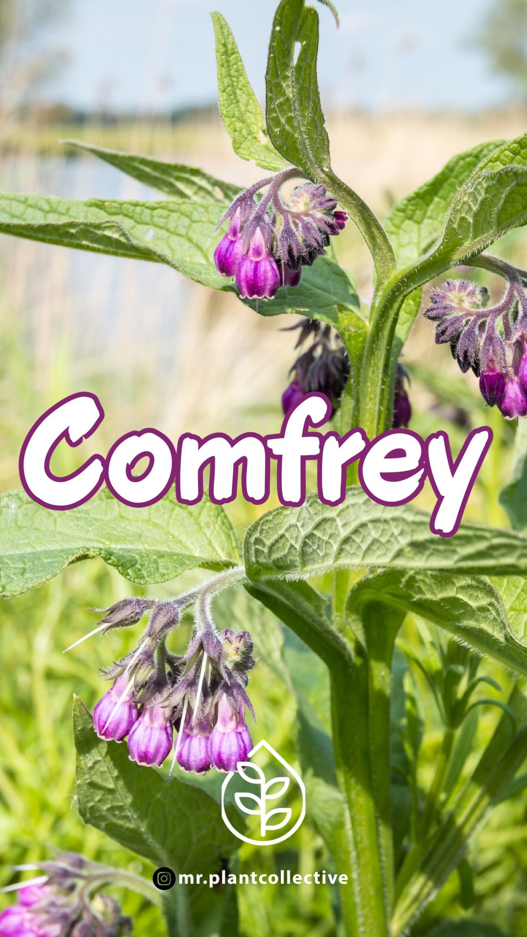 Comfrey