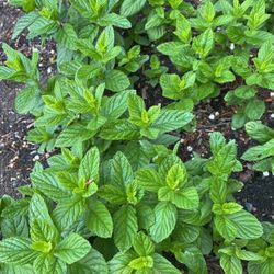Spearmint Plants 
