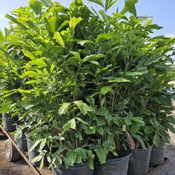 Fishtail  Palms Tall Full Green  Fertilized  Ready For Planting Instant Privacy Hedge  Same Day Transportation 