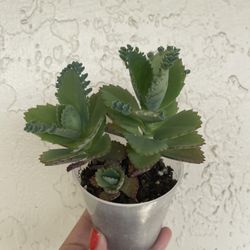 Succulent 