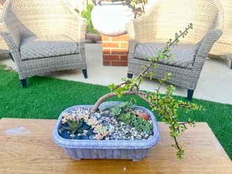 Succulent arrangement