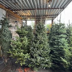 fresh Christmas Trees 