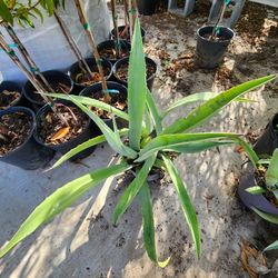 Agave De 3gallones 