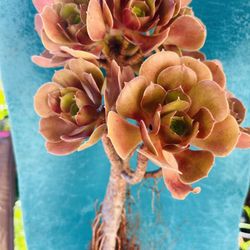 Rare  Aeonium bonsai old trunk, live rooted, get 2 free succulent cuttings