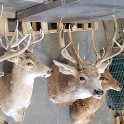Deer Heads