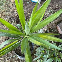 Plant De Yucca 