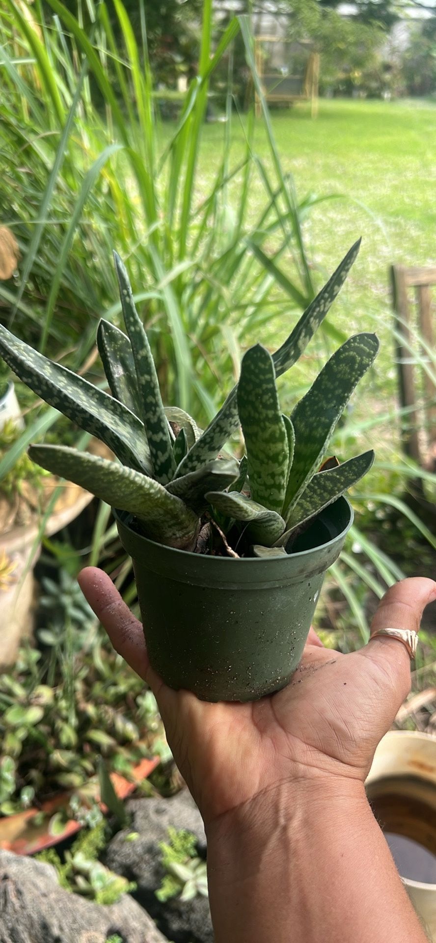 Gasteria Variegated Available Live Plant