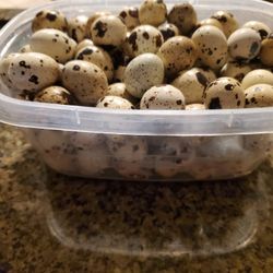 Organic Quail Eggs 