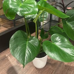 Monstera Deliciosa 