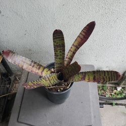 Tropical Plant Bromeliad Neoregelia Hannibal Lecter