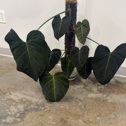Philodendron Glorious