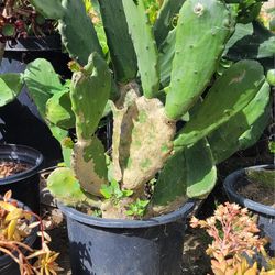 12" Cactus Plant