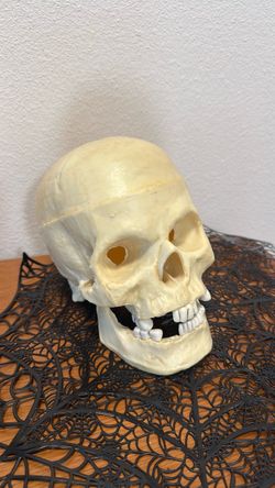 1995 Vintage , realistic skull ) Halloween prop