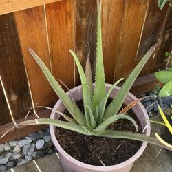 Aloe Vera Plant