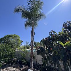 Queen Palm for sale $400