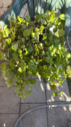 Planta del dinero (Plectranthus).