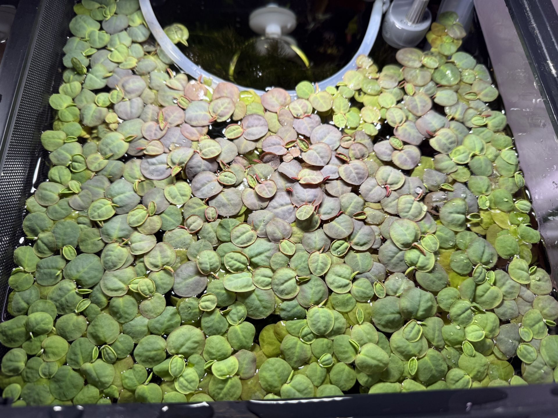 Red Root Floaters