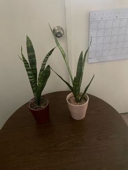 Plants