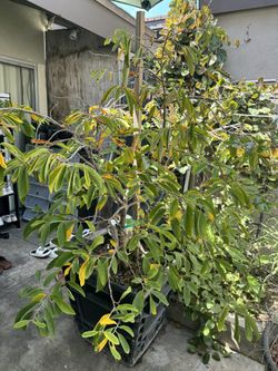 Mang cau dai Úc. Australia Atemoya