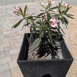 Oleander Pink Plant 