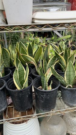 Snacks Plant 6$ Pot