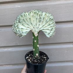 5” mermaid tail cactus