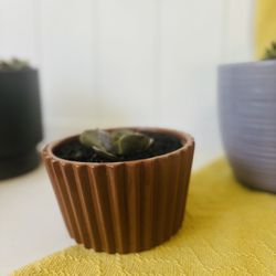 Ceramic Small Brown Pot/Planter Cactus Plant And New Soil Included