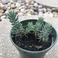 Spanish Stonecrop - Sedum -Succulent Plants (3.5 in pot)