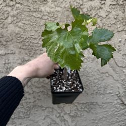 Organic Fruit Willow Plants $15-$50 Rooted Fruiting Grape Fig Blueberry Goji Berry Elderberry Loquat