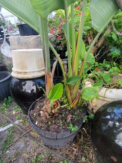 Bird Paradise Plant Extra Large 