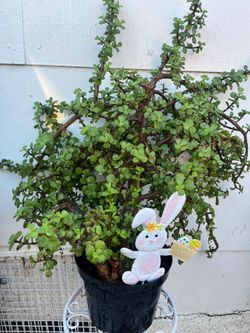 Beautiful plant