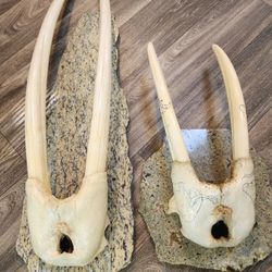 Walrus Head Mount Tusks