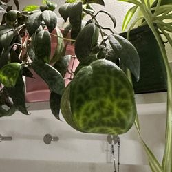 Fresh cutting: Black Pagoda Lipstick Plant