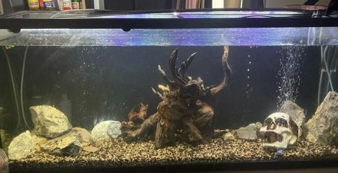 55 gallon Fish tank
