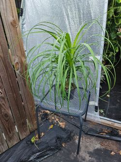 Ponytail palm 6" pot live