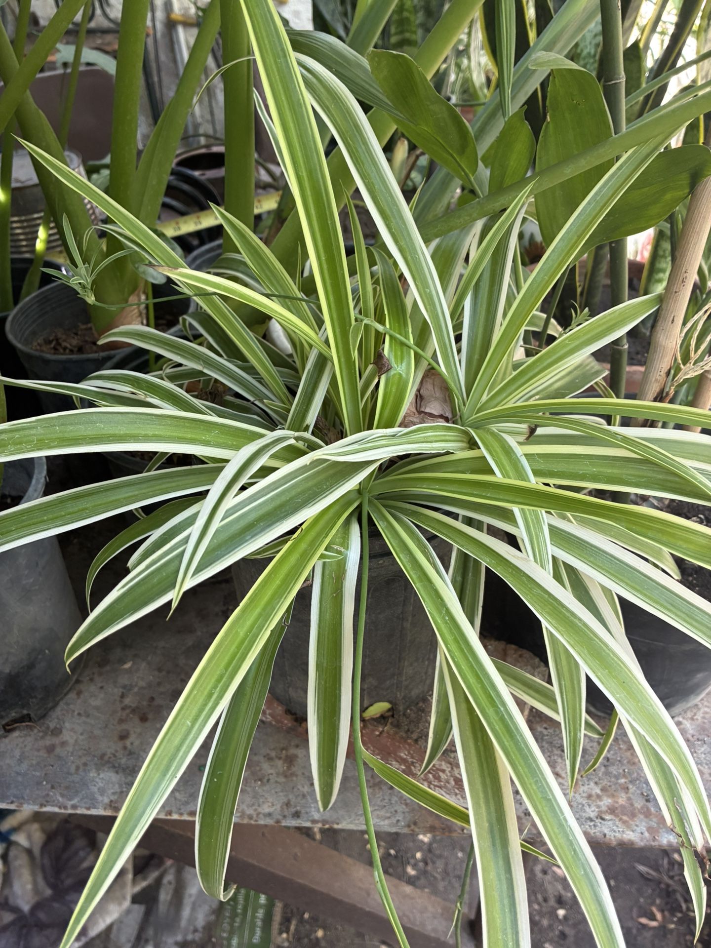Plant